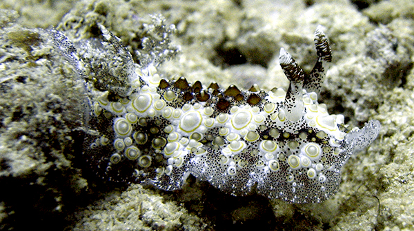 Hoplodoris Estrayado